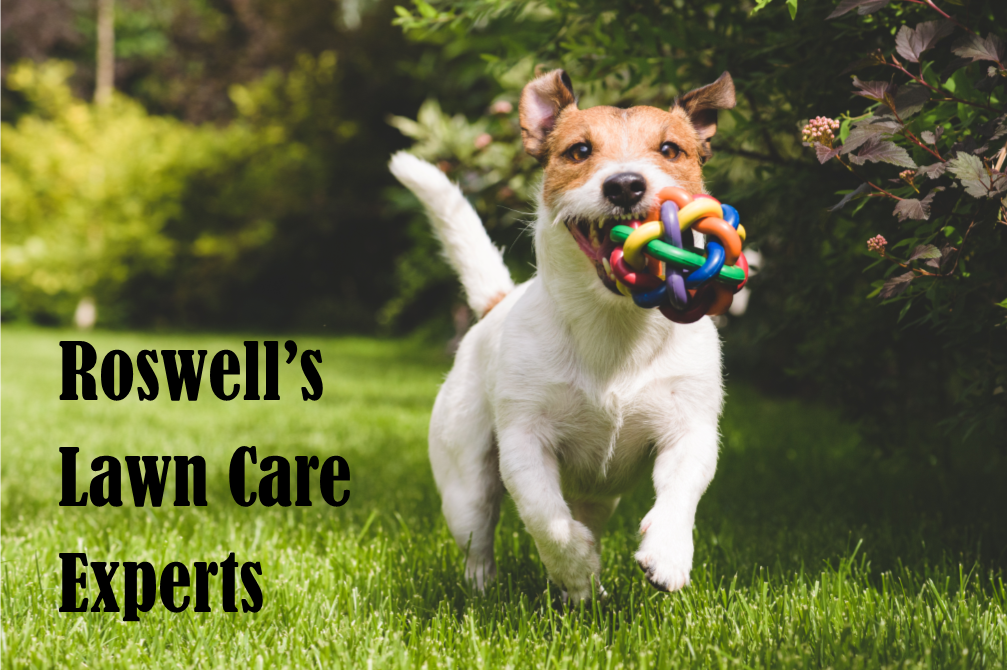 picture of dog with toy running - text = Roswell's Lawn Care Experts